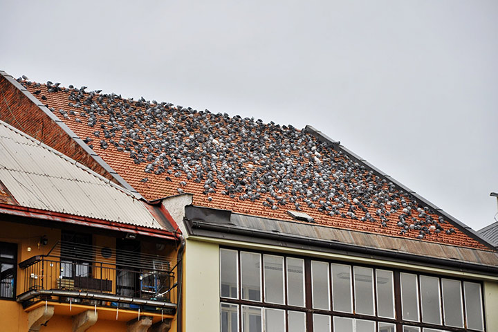 A2B Pest Control are able to install spikes to deter birds from roofs in Spitalfields. 