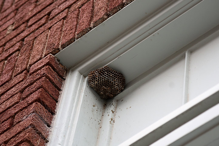 We provide a wasp nest removal service for domestic and commercial properties in Spitalfields.